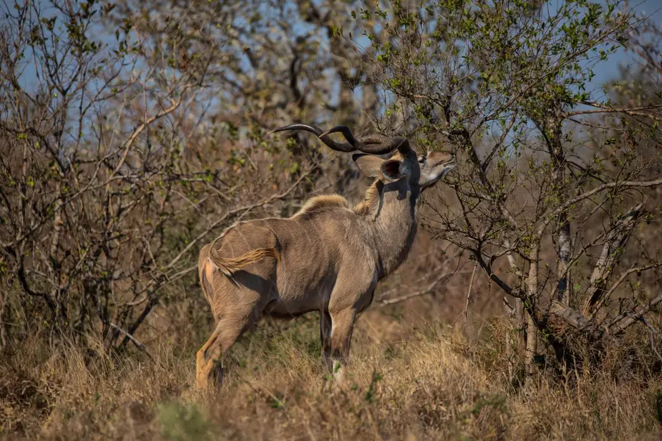 Südafrika_KrugerNP_1539.jpg