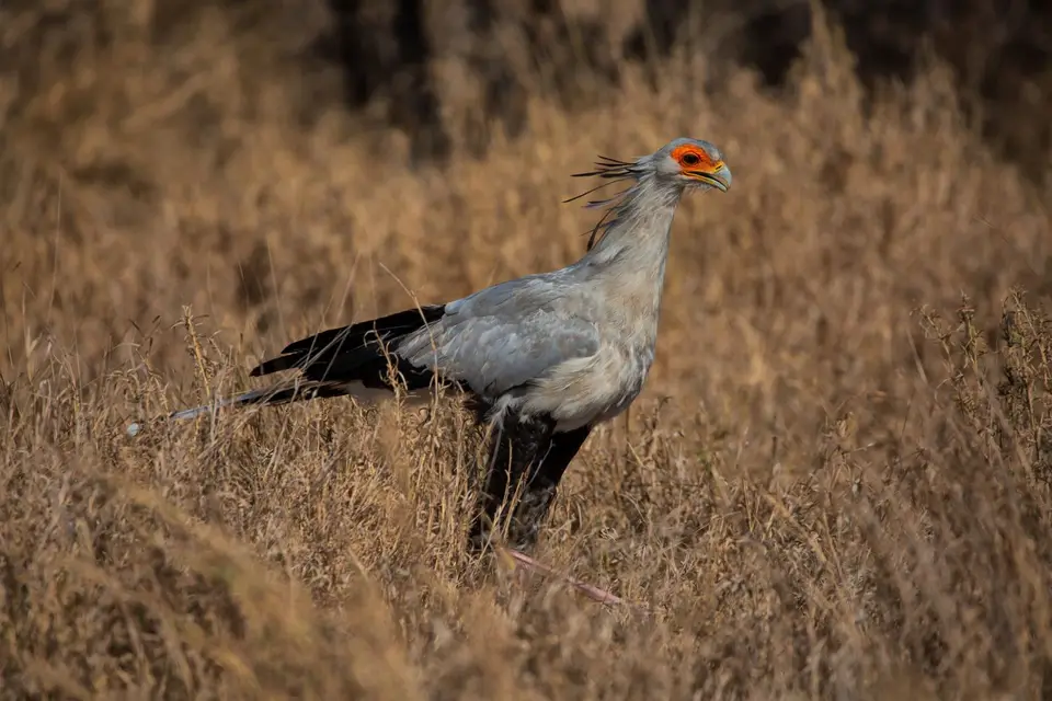 Südafrika_KrugerNP_1540.jpg