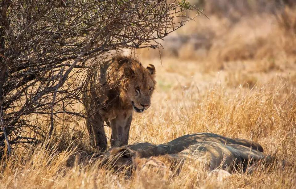 Südafrika_KrugerNP_1543.jpg