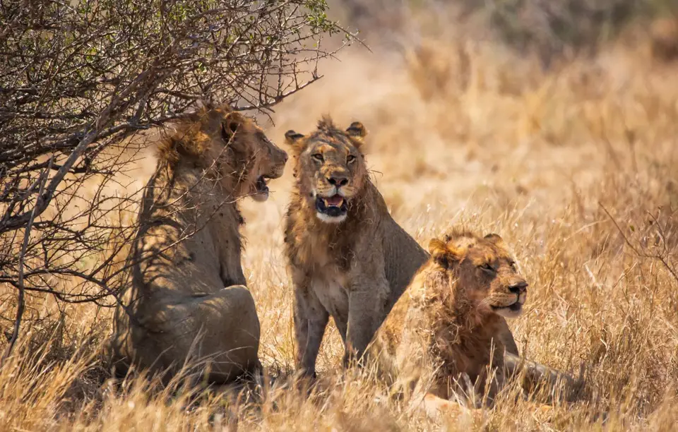 Südafrika_KrugerNP_1545.jpg