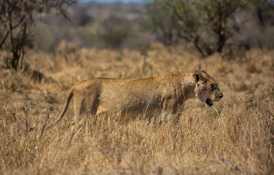 Südafrika_KrugerNP_1547.jpg