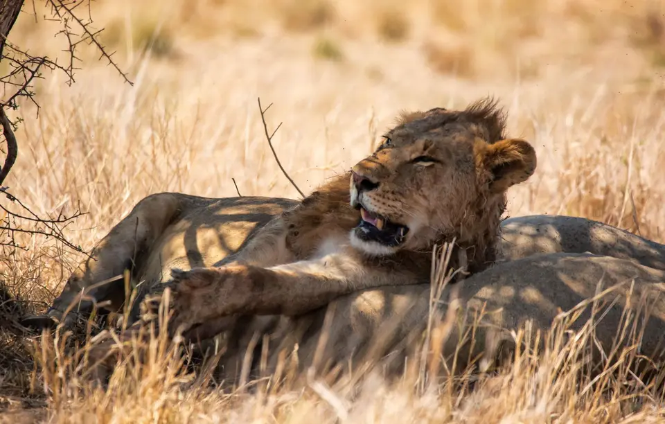 Südafrika_KrugerNP_1552.jpg