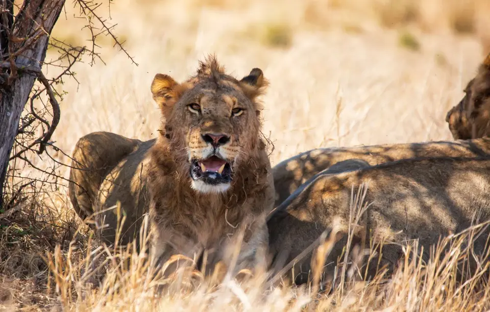Südafrika_KrugerNP_1553.jpg