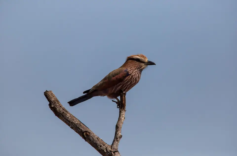 Südafrika_KrugerNP_1559.jpg
