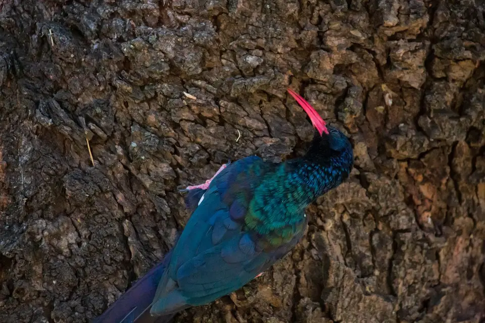 Südafrika_KrugerNP_1563.jpg