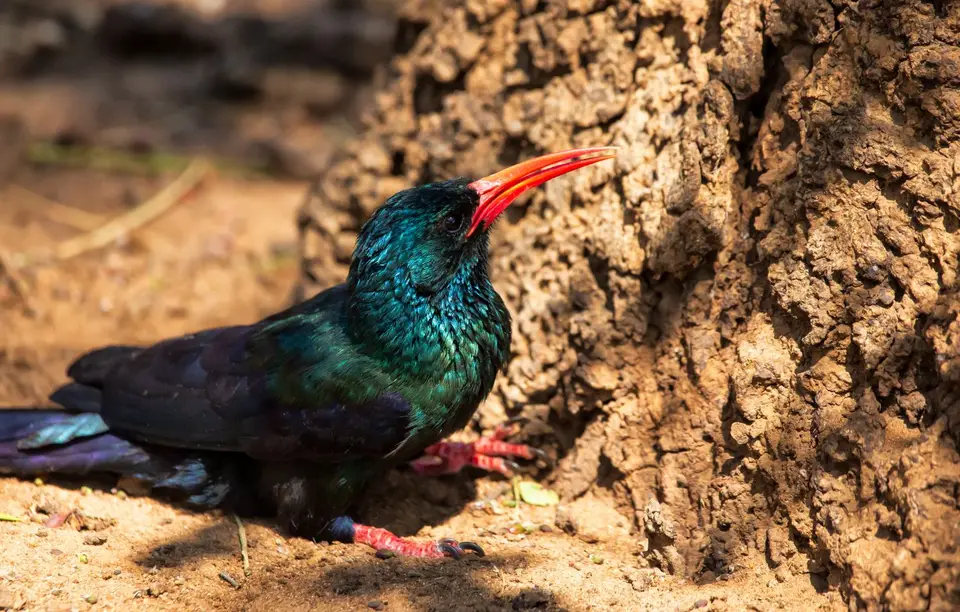 Südafrika_KrugerNP_1569.jpg