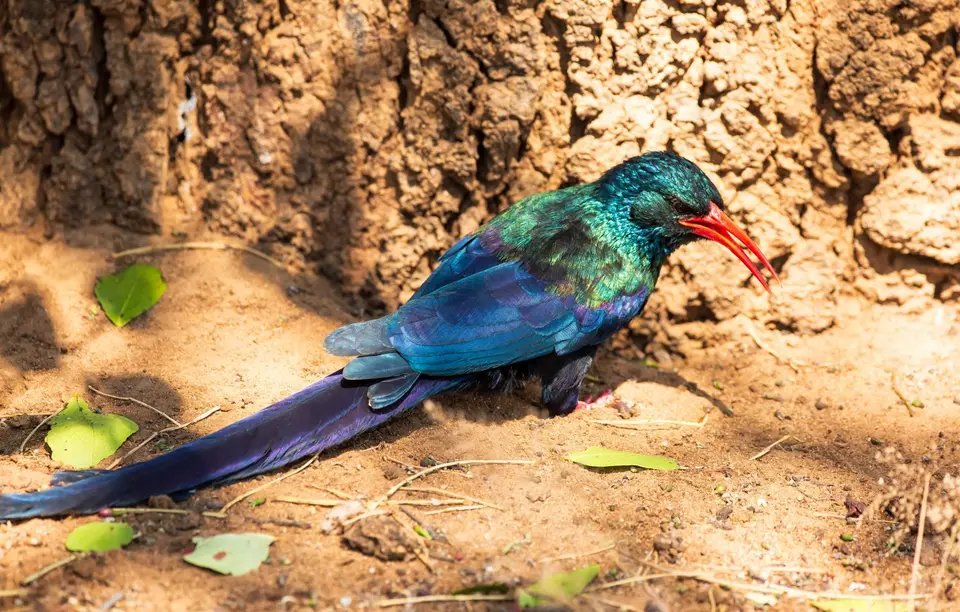 Südafrika_KrugerNP_1570.jpg