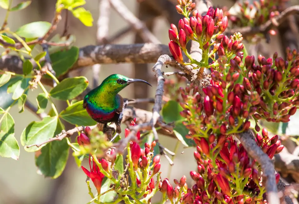 Südafrika_KrugerNP_1577.jpg