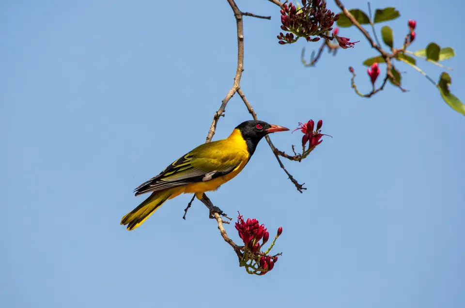 Südafrika_KrugerNP_1582.jpg