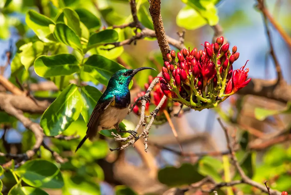 Südafrika_KrugerNP_1583.jpg