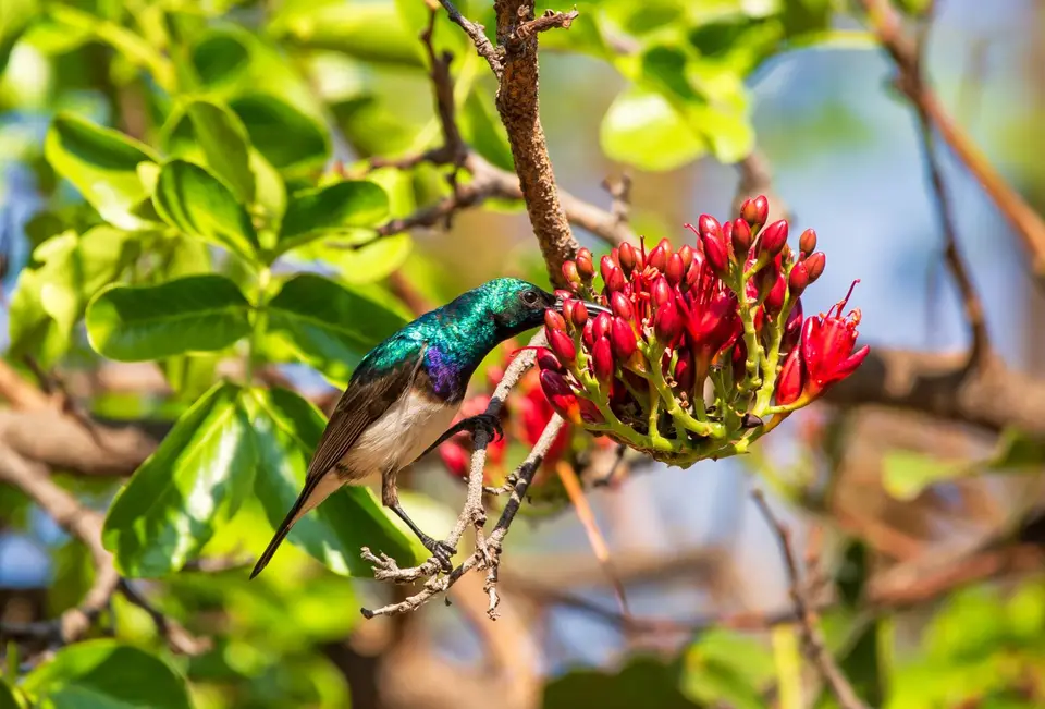 Südafrika_KrugerNP_1584.jpg
