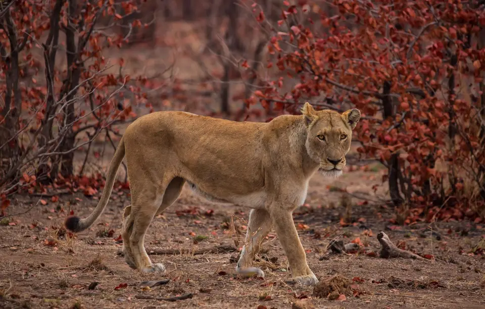Südafrika_KrugerNP_1589.jpg