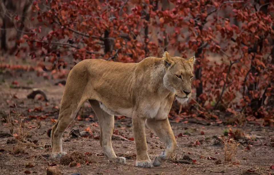 Südafrika_KrugerNP_1590.jpg