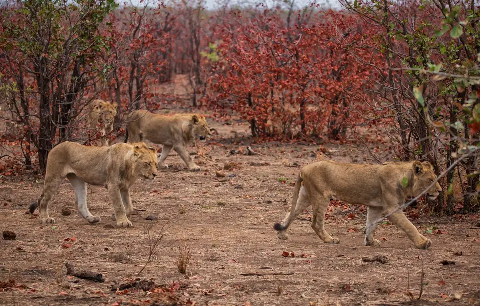 Südafrika_KrugerNP_1592.jpg