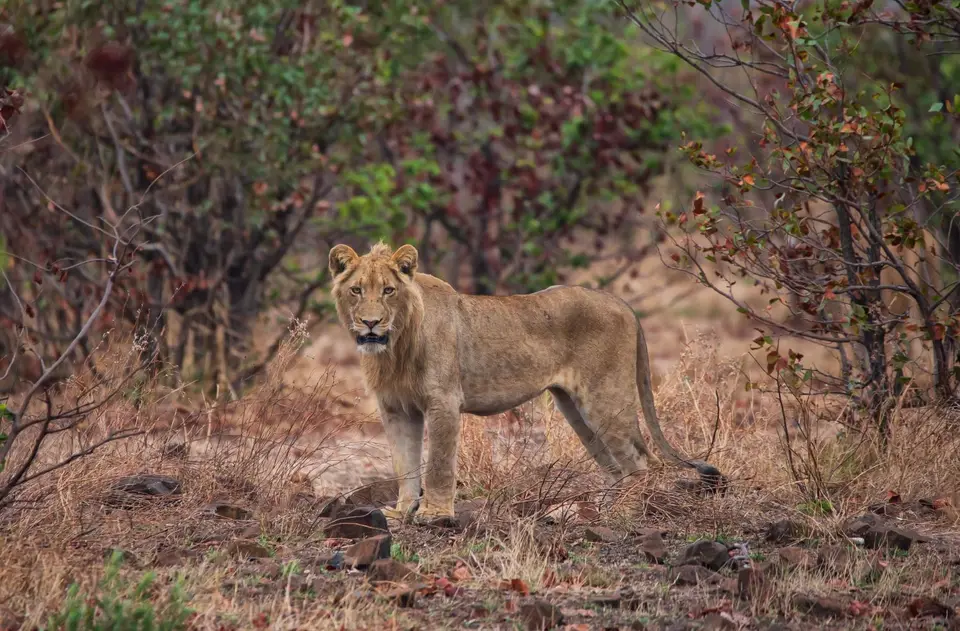 Südafrika_KrugerNP_1600.jpg