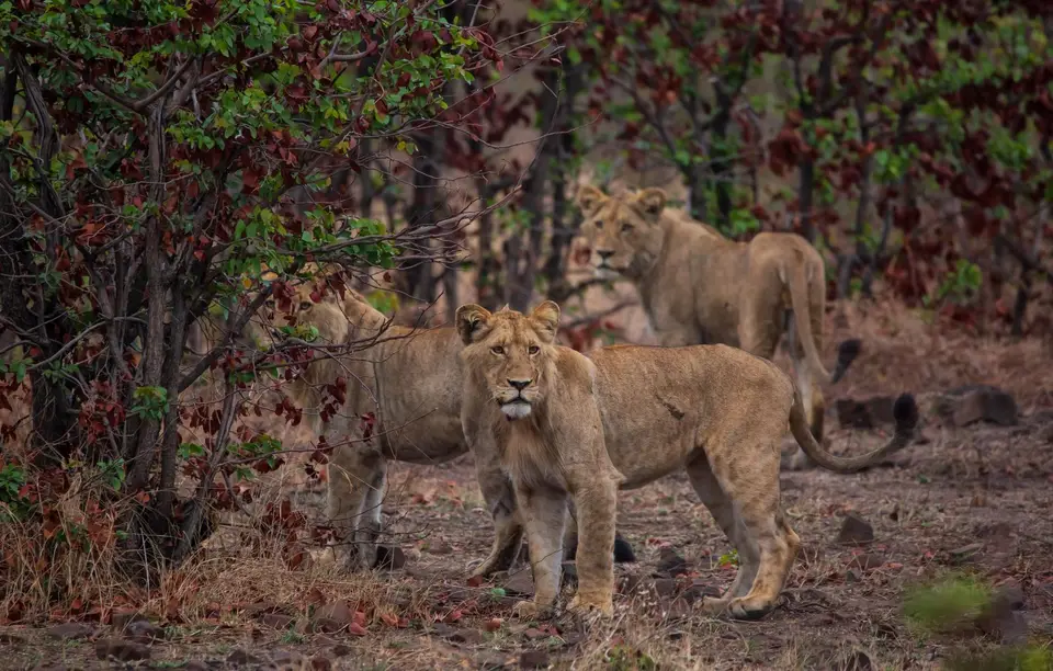Südafrika_KrugerNP_1601.jpg