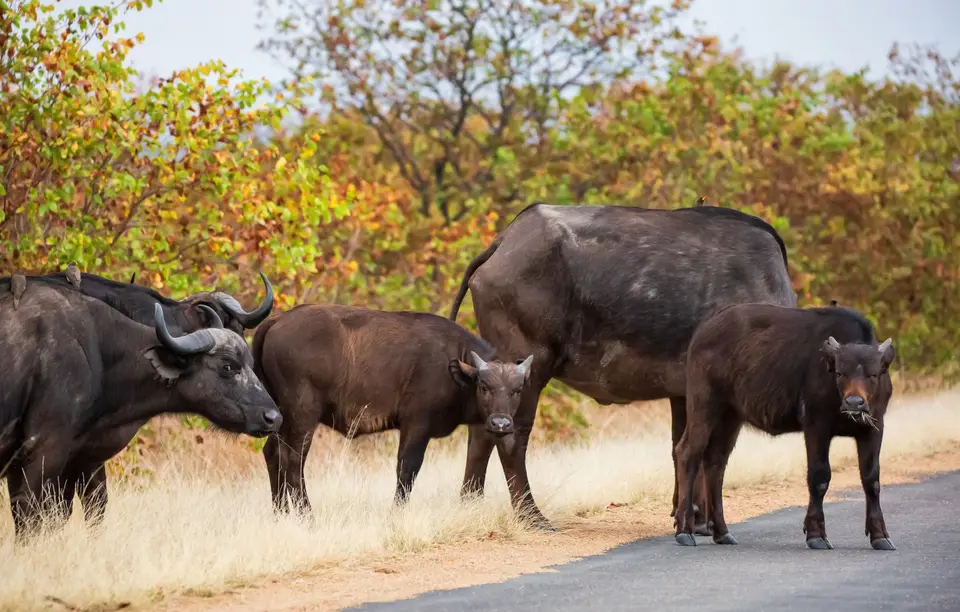 Südafrika_KrugerNP_1603.jpg