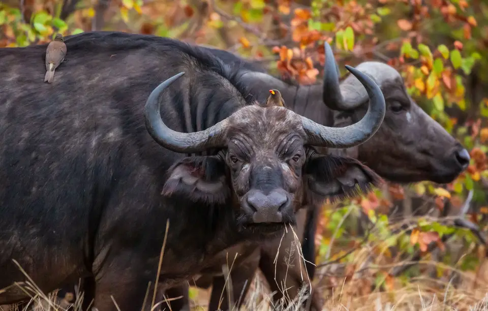 Südafrika_KrugerNP_1605.jpg