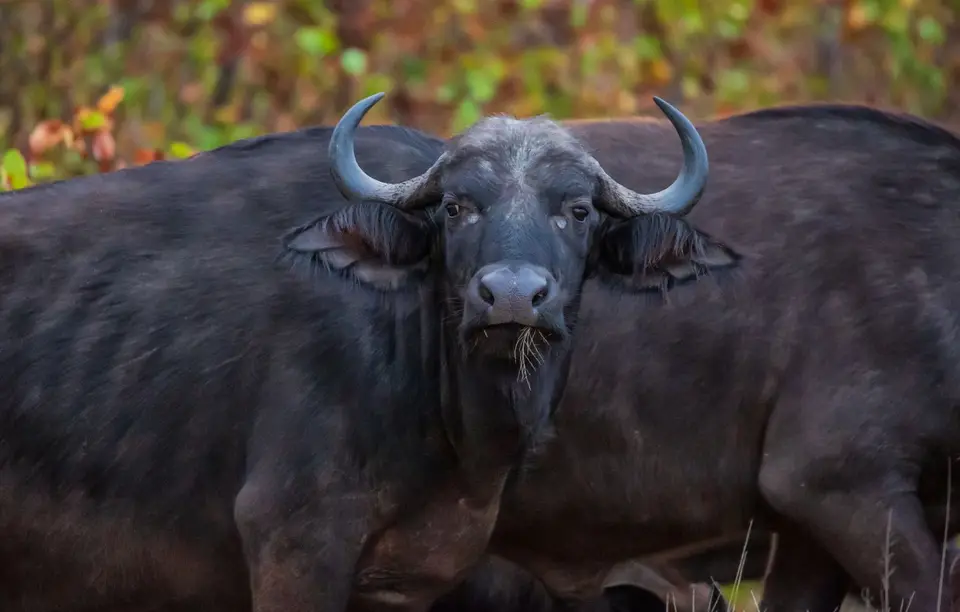 Südafrika_KrugerNP_1607.jpg