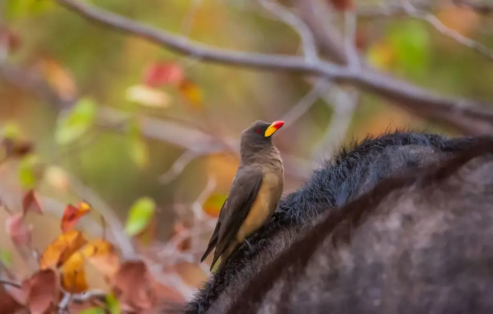 Südafrika_KrugerNP_1608.jpg