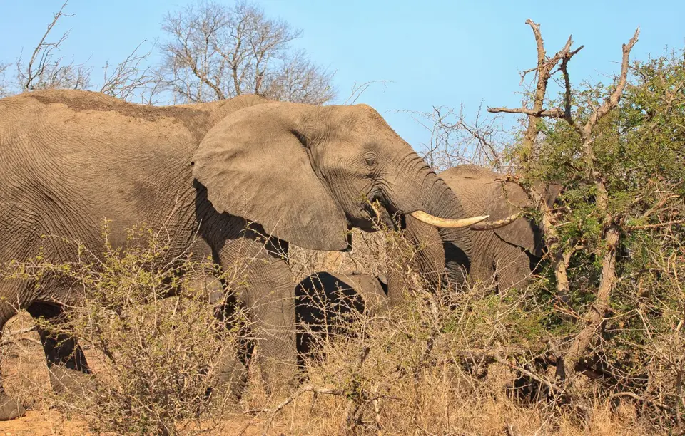 Südafrika_KrugerNP_161.jpg