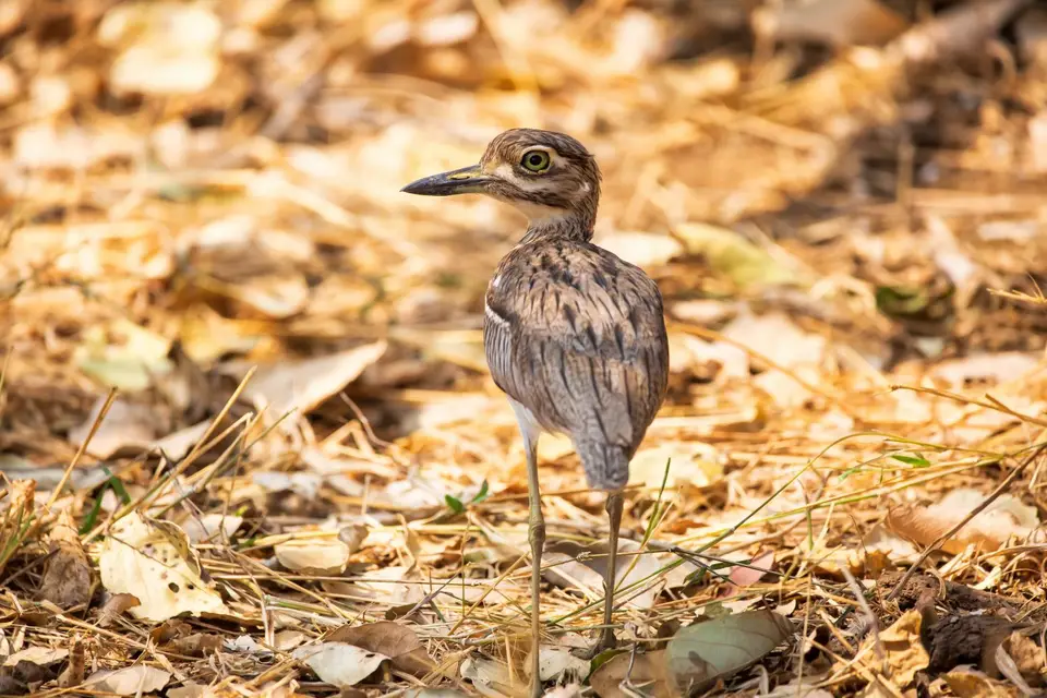 Südafrika_KrugerNP_1615.jpg