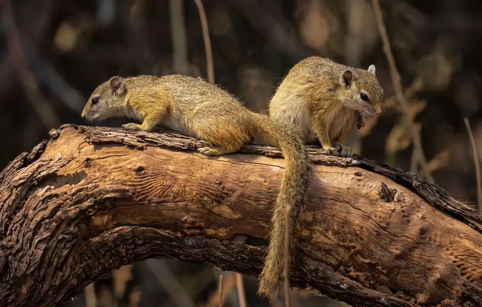 Südafrika_KrugerNP_1616.jpg