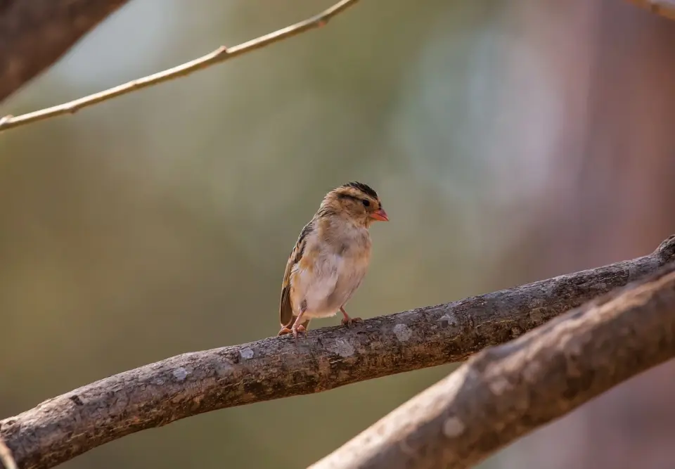 Südafrika_KrugerNP_1621.jpg