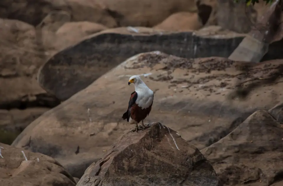 Südafrika_KrugerNP_1625.jpg