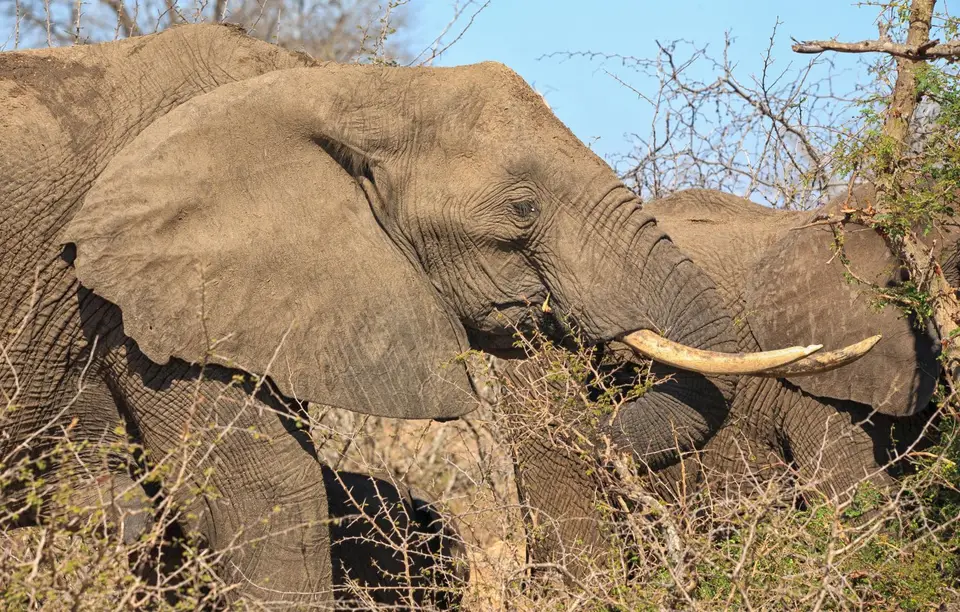 Südafrika_KrugerNP_163.jpg