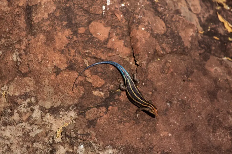 Südafrika_KrugerNP_1630.jpg