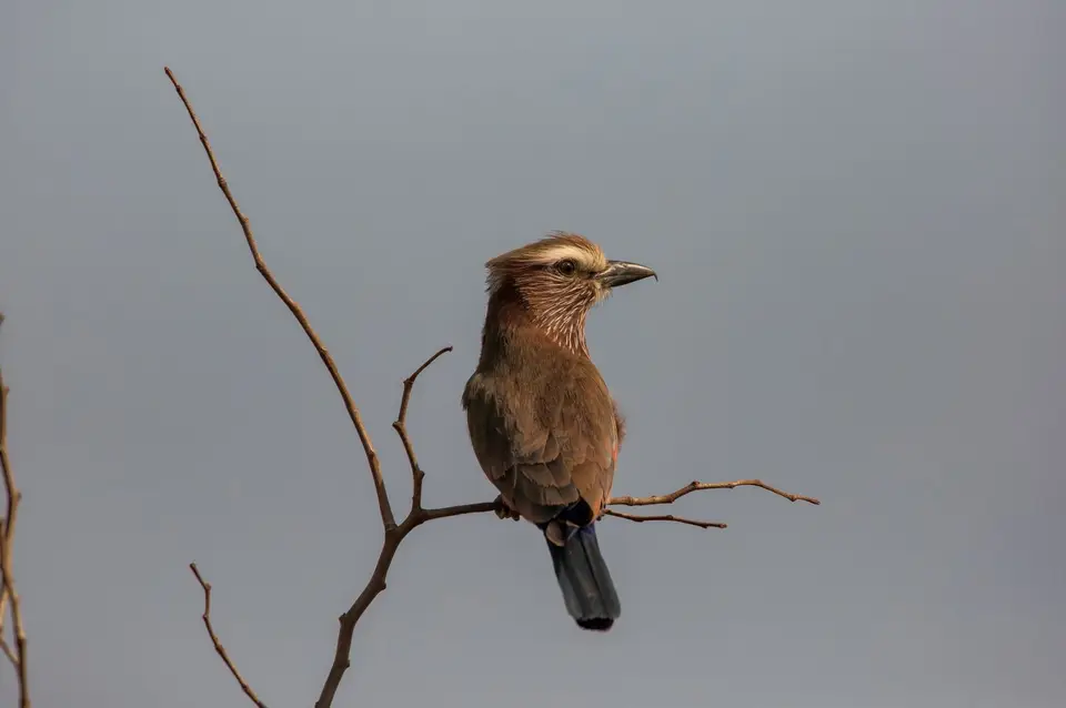 Südafrika_KrugerNP_1634.jpg