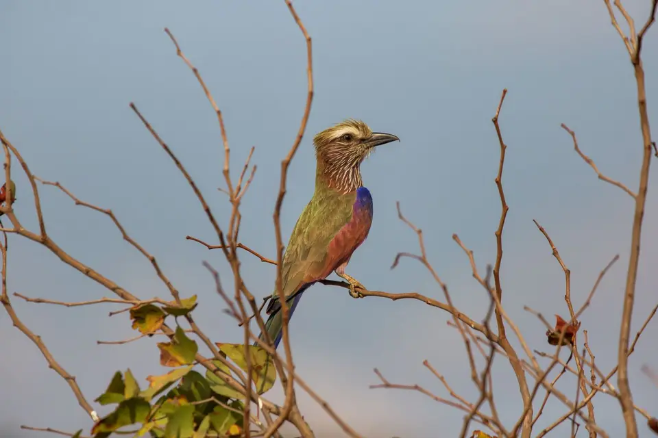 Südafrika_KrugerNP_1635.jpg