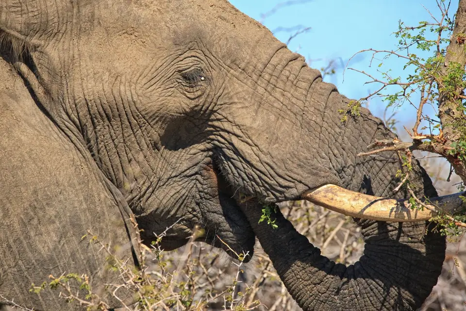 Südafrika_KrugerNP_164.jpg