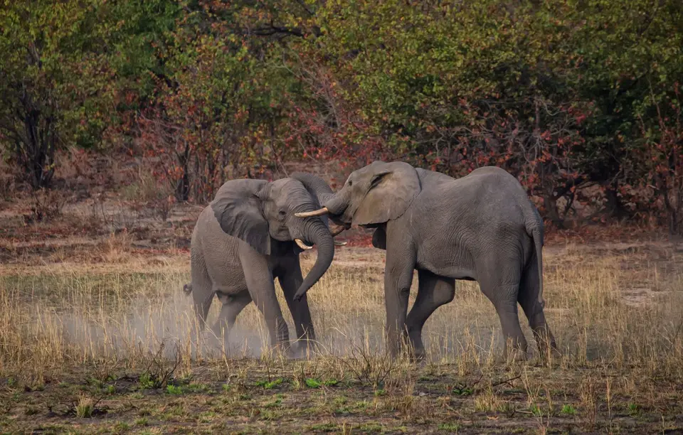 Südafrika_KrugerNP_1644.jpg