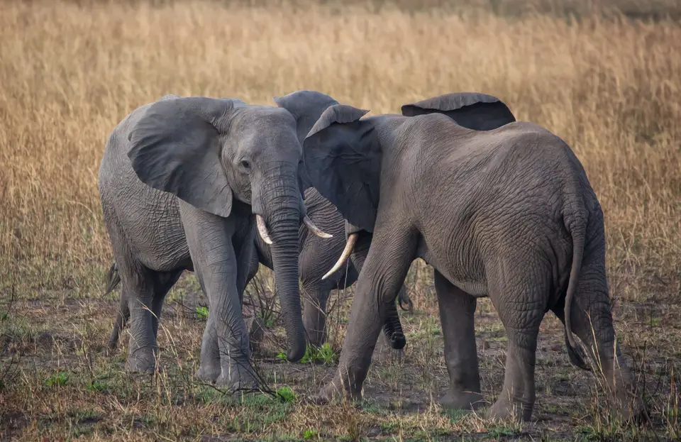 Südafrika_KrugerNP_1646.jpg