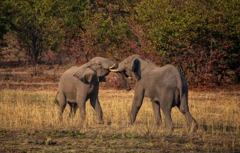 Südafrika_KrugerNP_1647.jpg