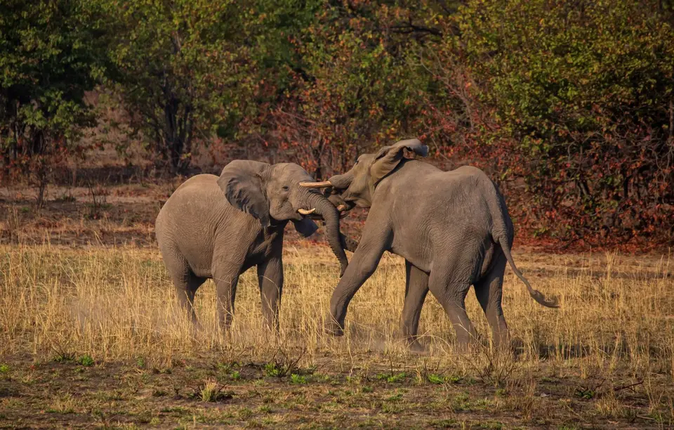 Südafrika_KrugerNP_1648.jpg