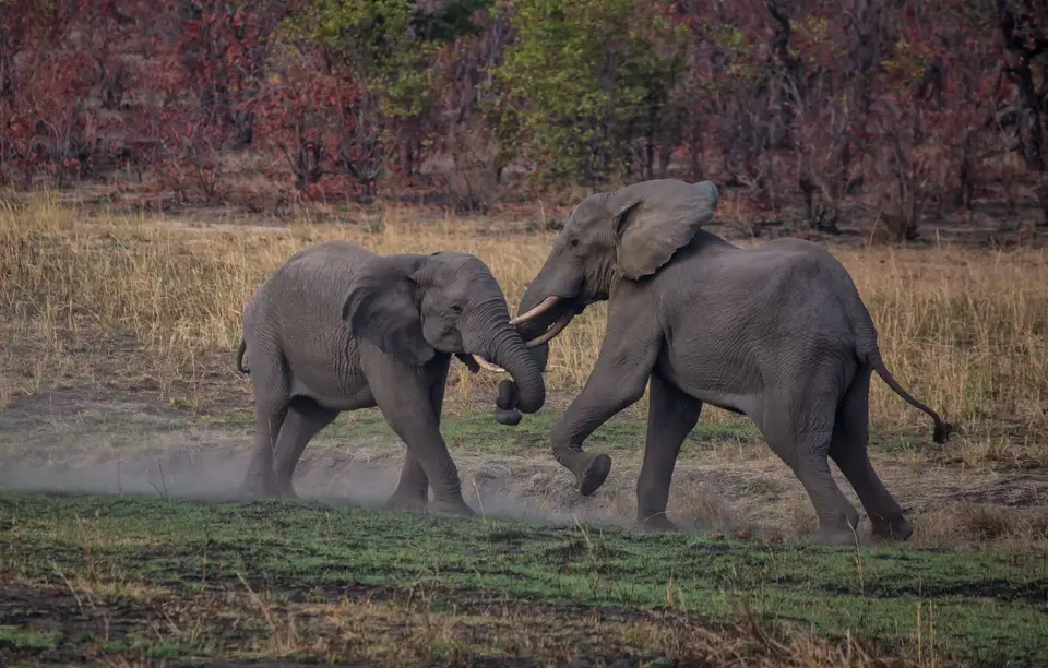 Südafrika_KrugerNP_1649.jpg