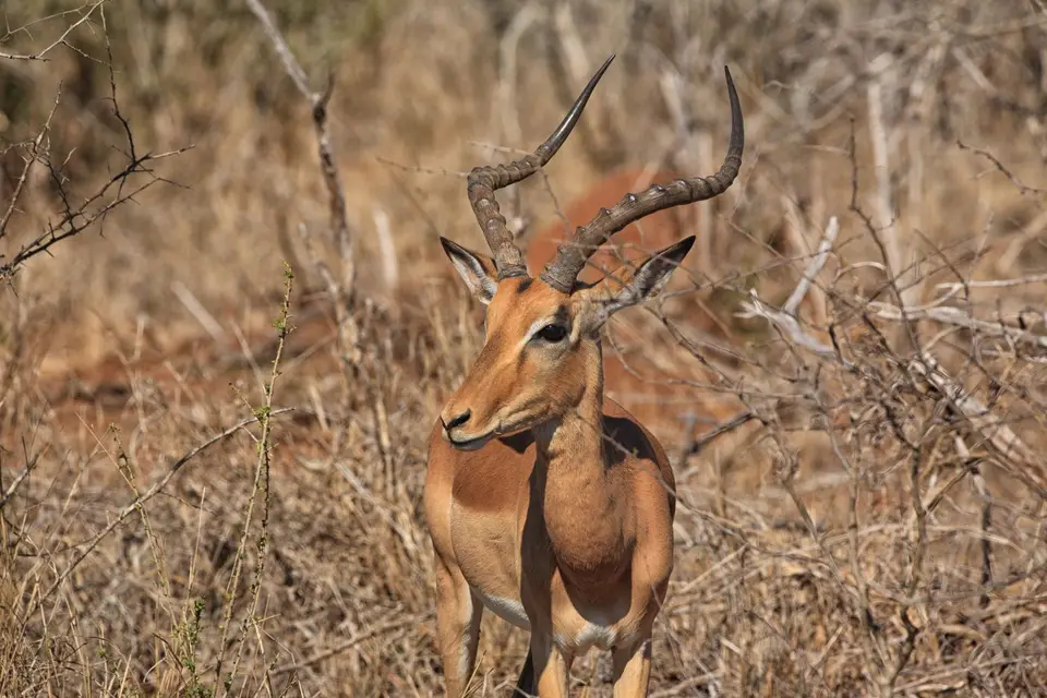 Südafrika_KrugerNP_165.jpg