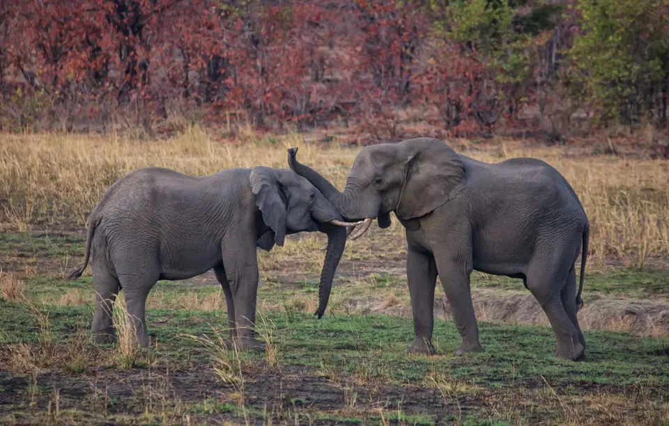 Südafrika_KrugerNP_1650.jpg