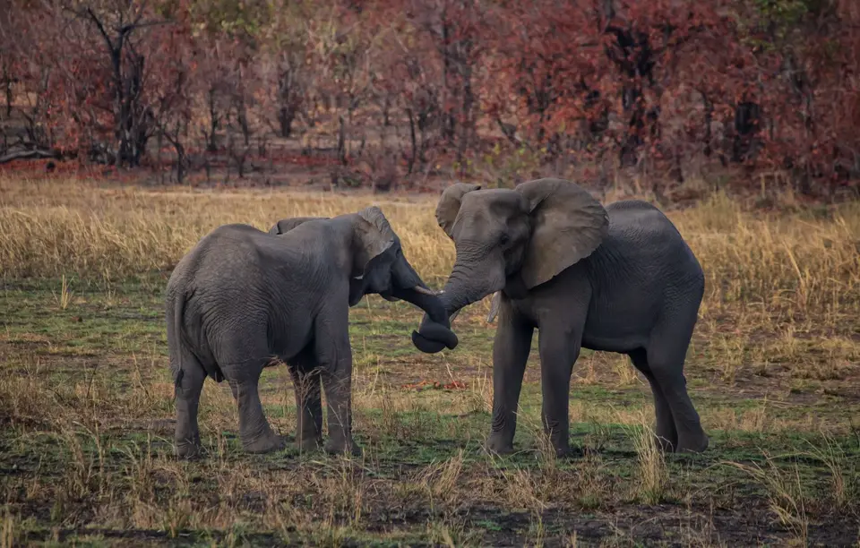 Südafrika_KrugerNP_1652.jpg