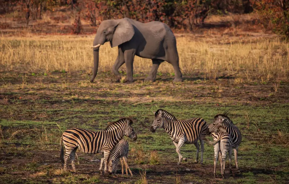 Südafrika_KrugerNP_1653.jpg