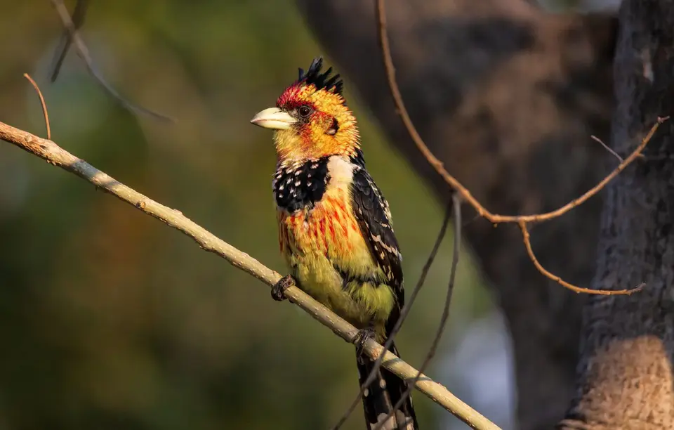 Südafrika_KrugerNP_1658.jpg