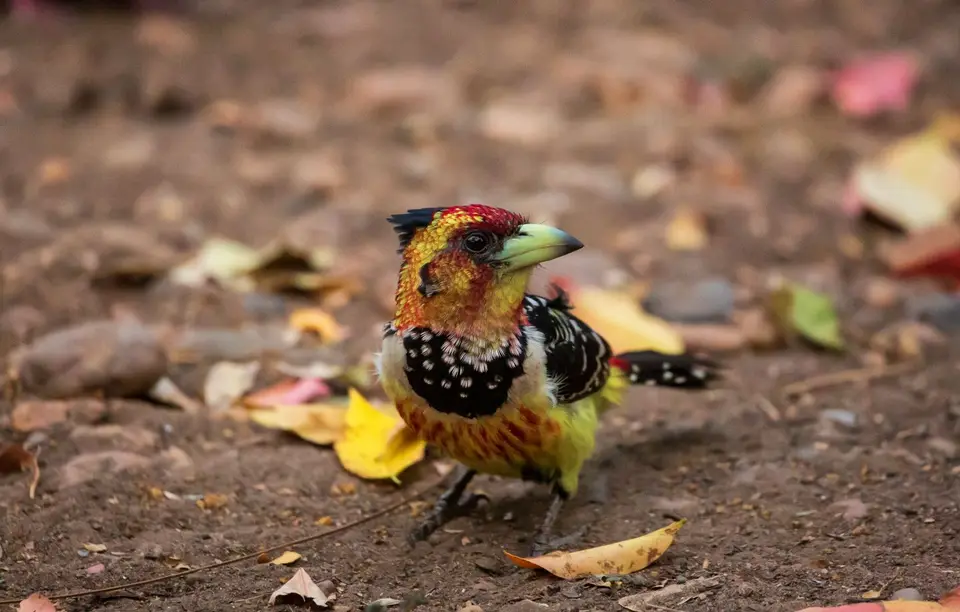 Südafrika_KrugerNP_1663.jpg