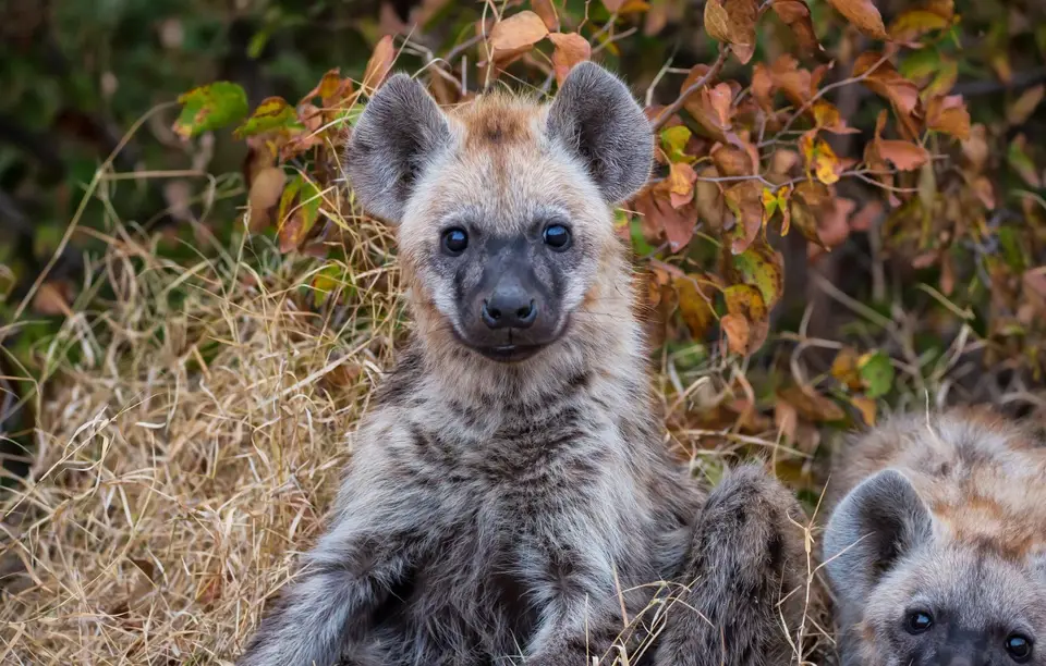 Südafrika_KrugerNP_1671.jpg