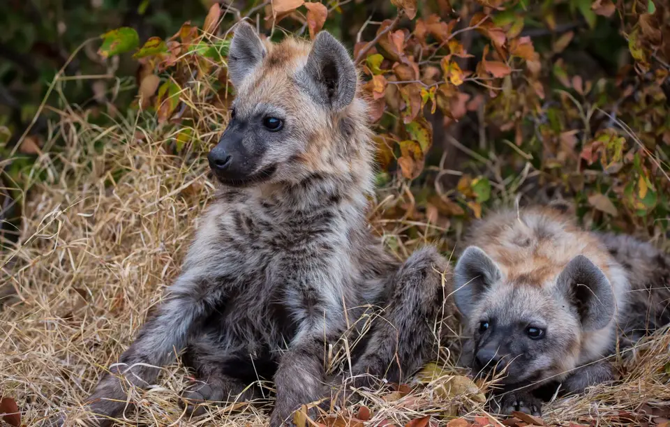 Südafrika_KrugerNP_1672.jpg