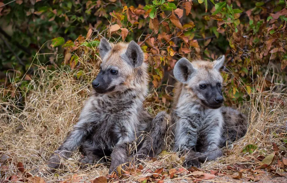 Südafrika_KrugerNP_1674.jpg