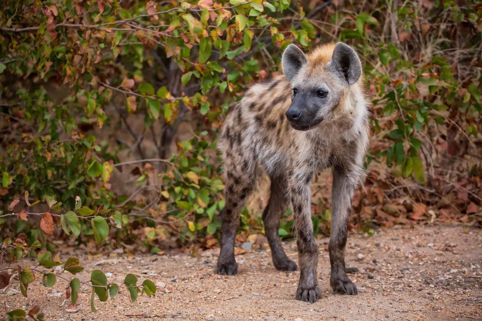 Südafrika_KrugerNP_1675.jpg