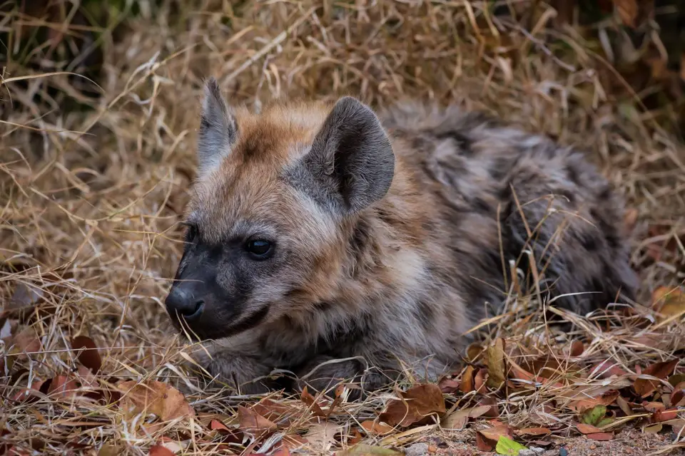 Südafrika_KrugerNP_1676.jpg